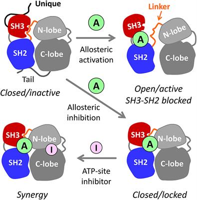 Discovery of Non-peptide Small Molecule Allosteric Modulators of the Src-family Kinase, Hck